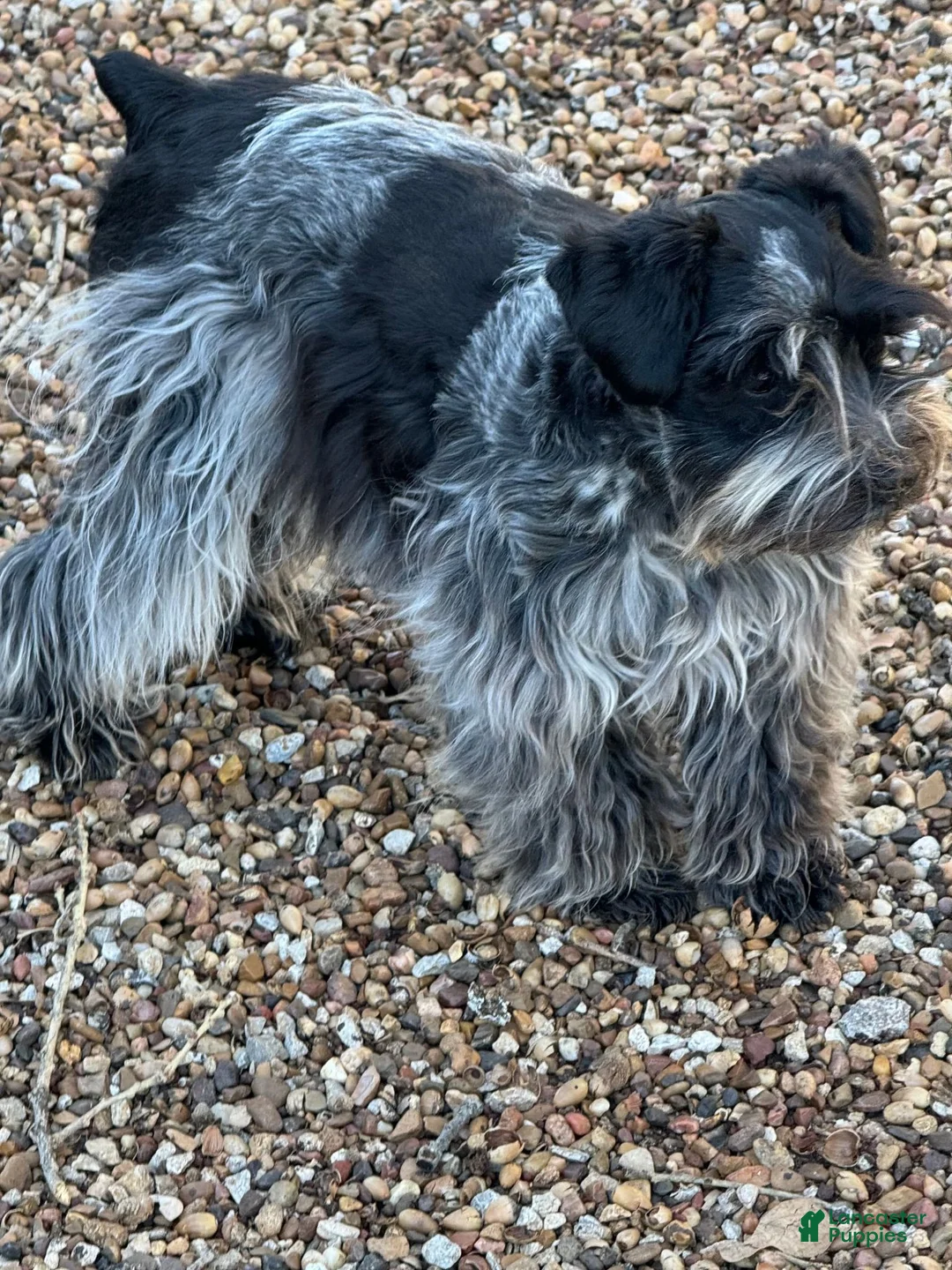 Miniature Schnauzer dogs for sale: Raz - Ad 9