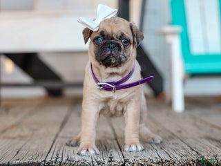 Jug dogs Wrigley Pug Hybrid Pup - Ad 32