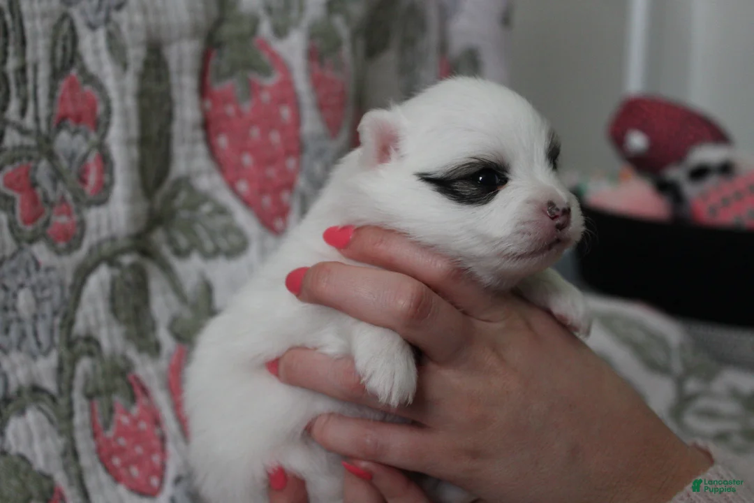 Pomeranian dogs for sale: Skip - Ad 2