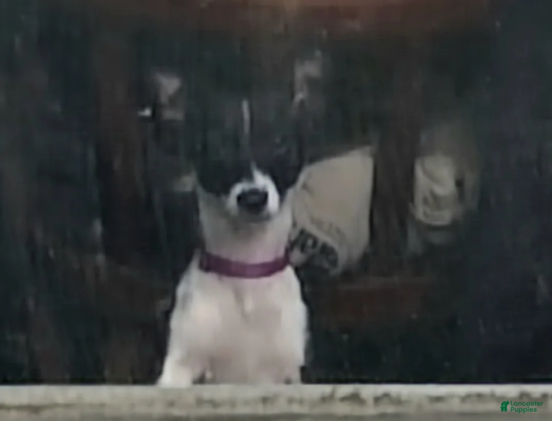 Chihuahua dogs for sale: Roxy - Ad 2