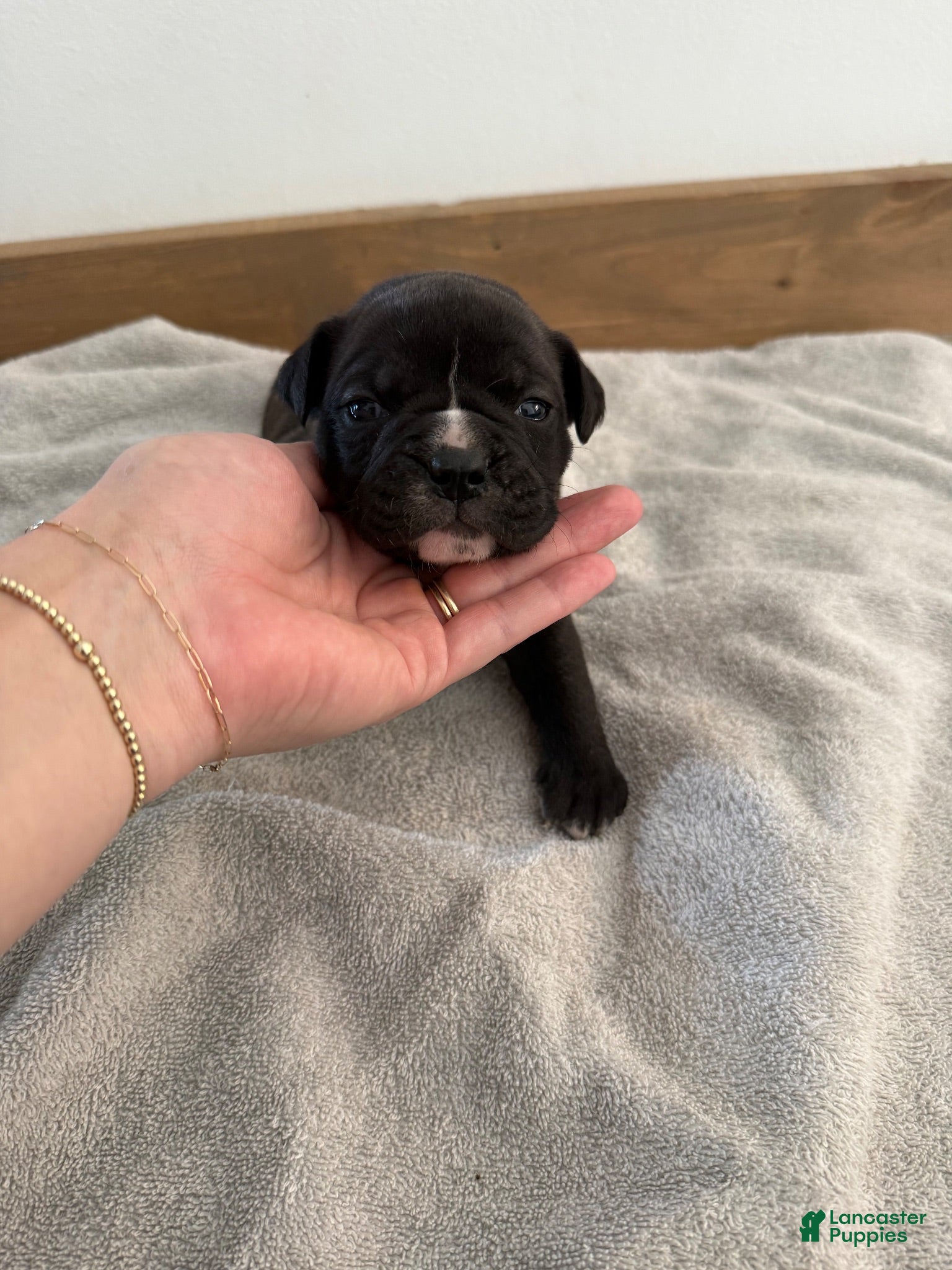 Olde English Bulldogge dogs Olde English Bulldogge 6 - Ad 35