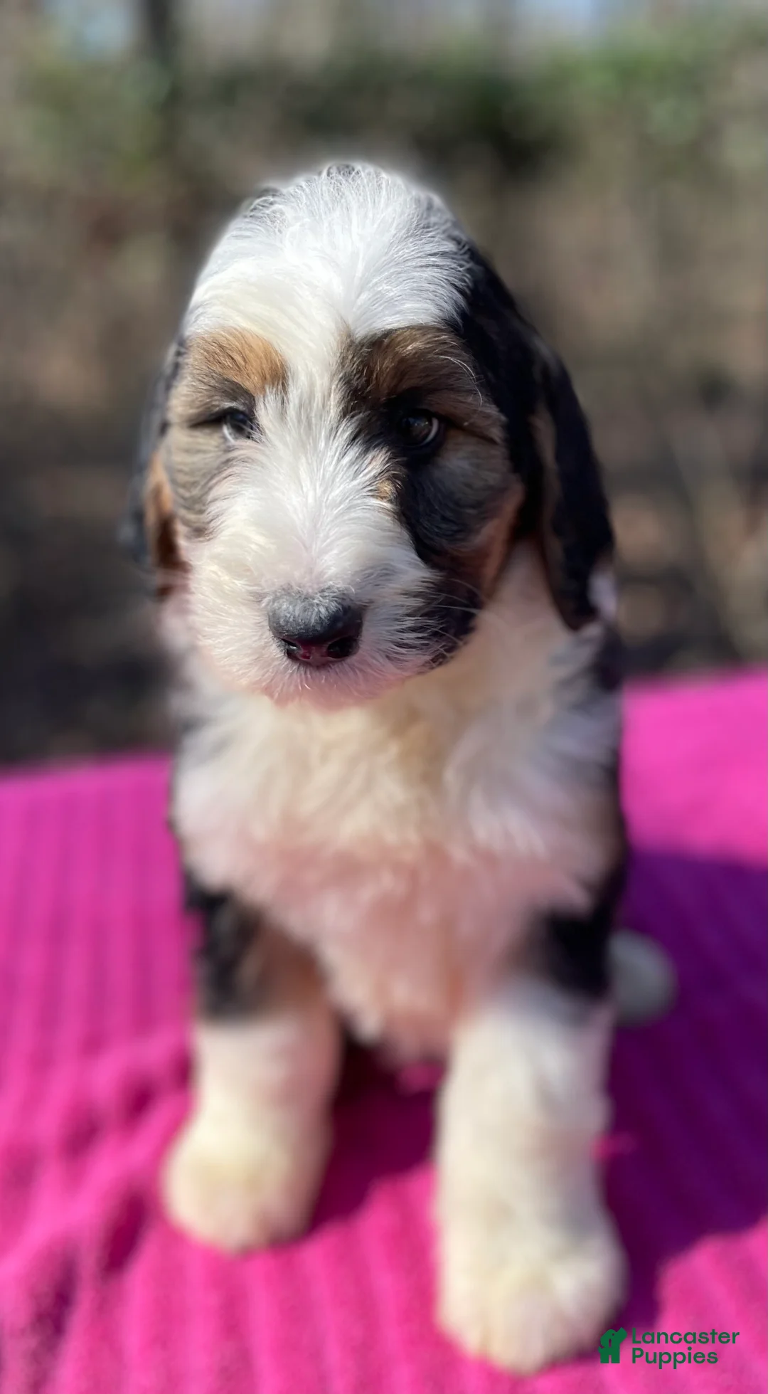 Bernedoodle dogs for sale: Faye - Ad 2