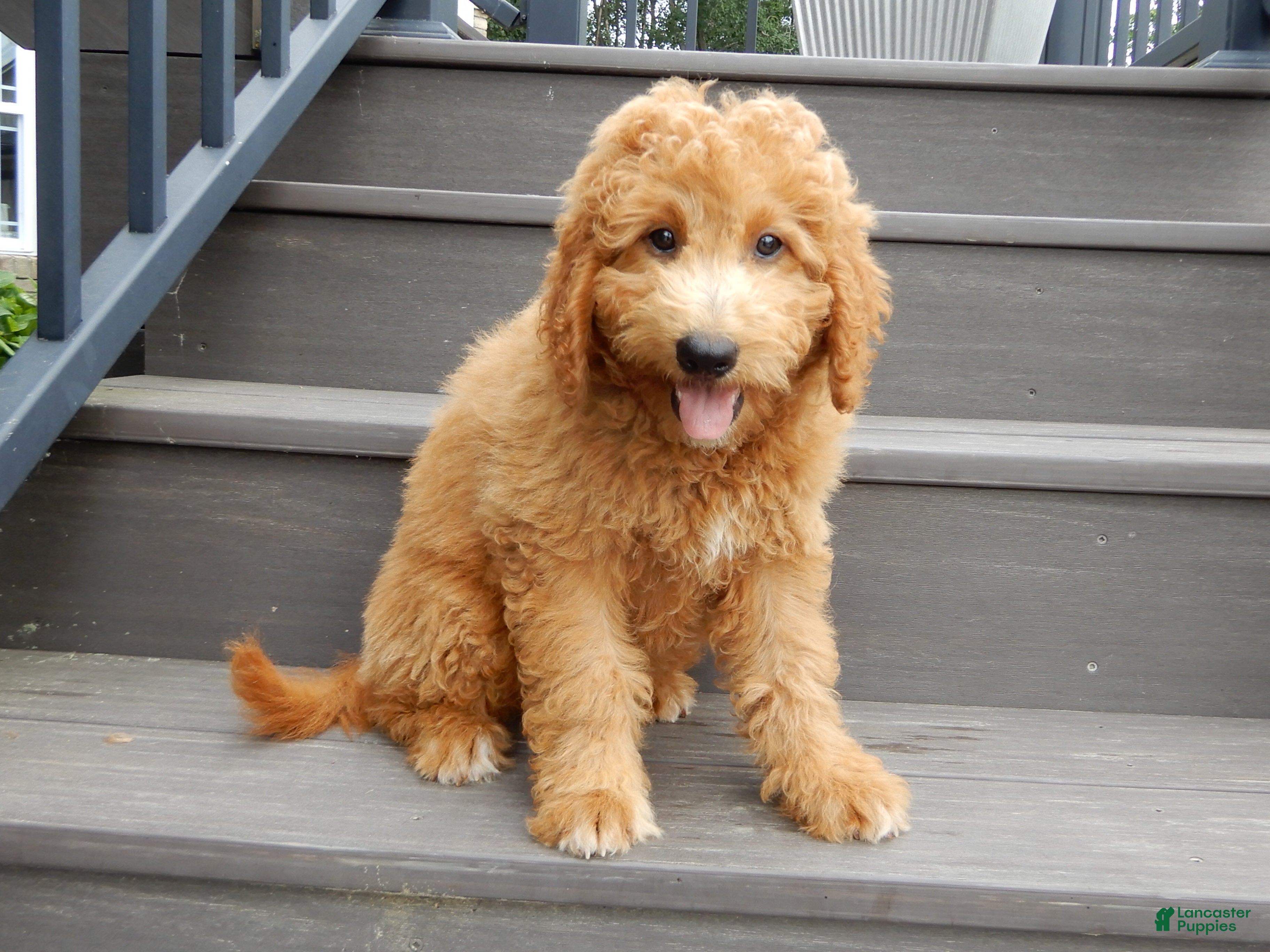 Mini Goldendoodle dogs for sale: Kenny - Ad 2