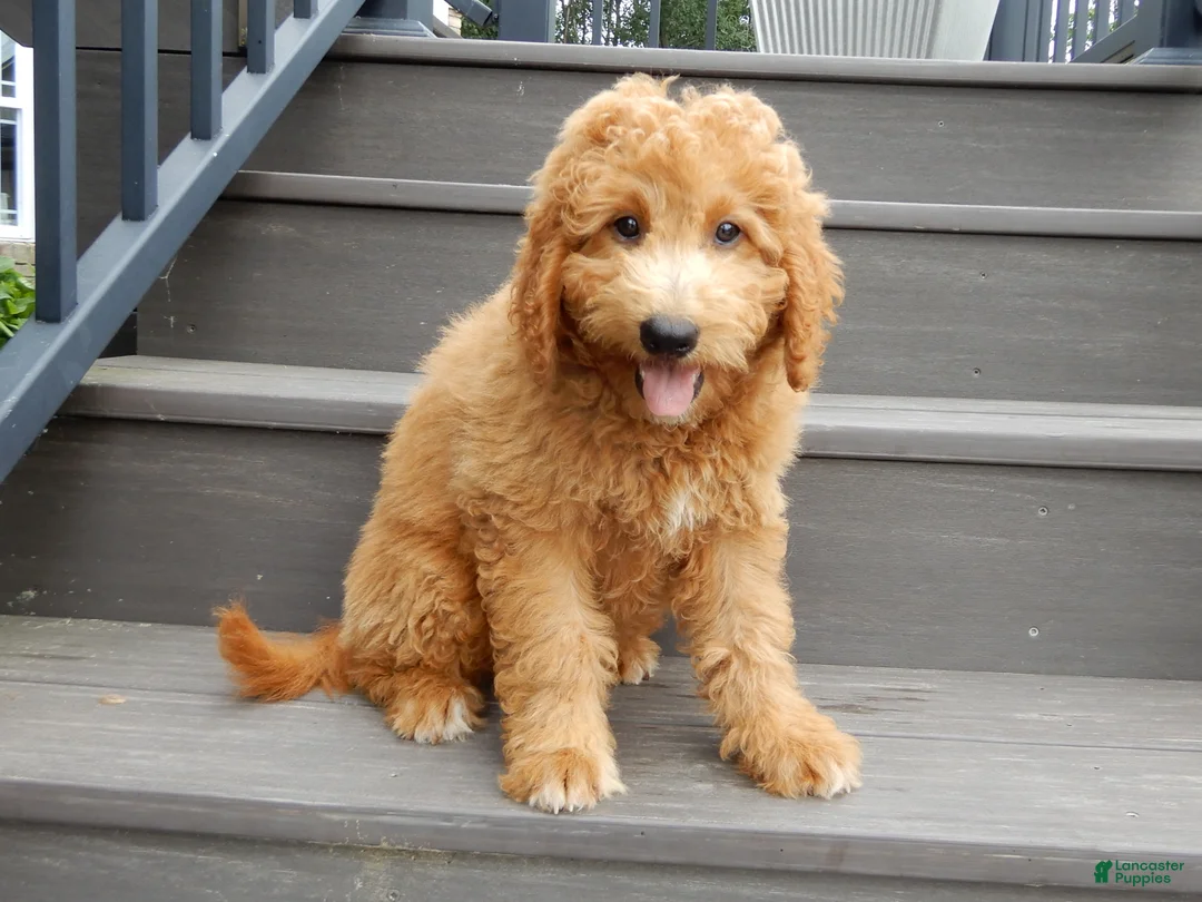 Mini Goldendoodle dogs for sale: Kenny - Ad 1