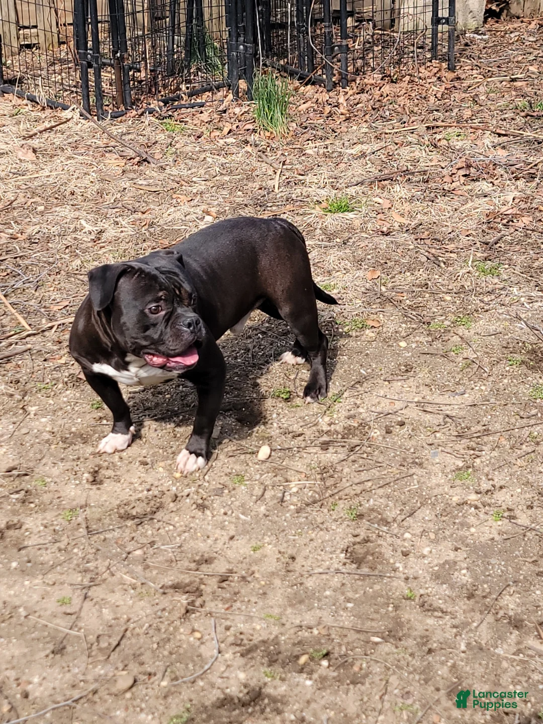 American Bully dogs for sale: Money - Ad 2