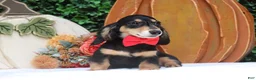 Miniature Dachshund dogs for sale: Miniature Dachshund 1 - Ad 5