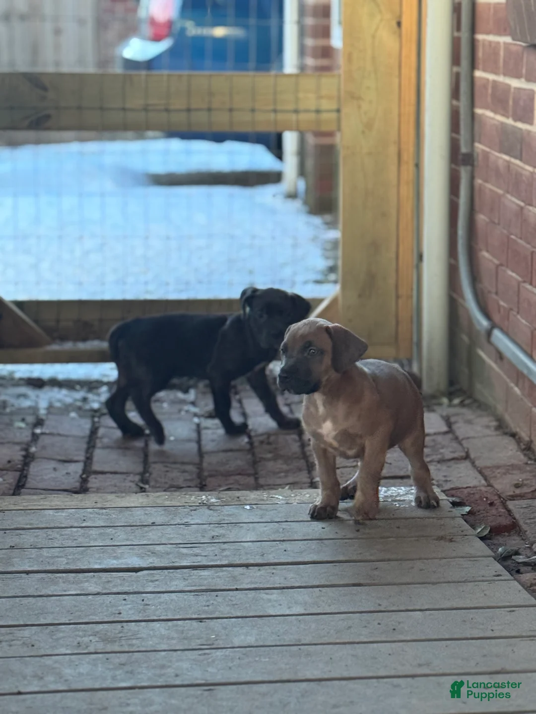 Cane Corso dogs for sale: Raven - Ad 7