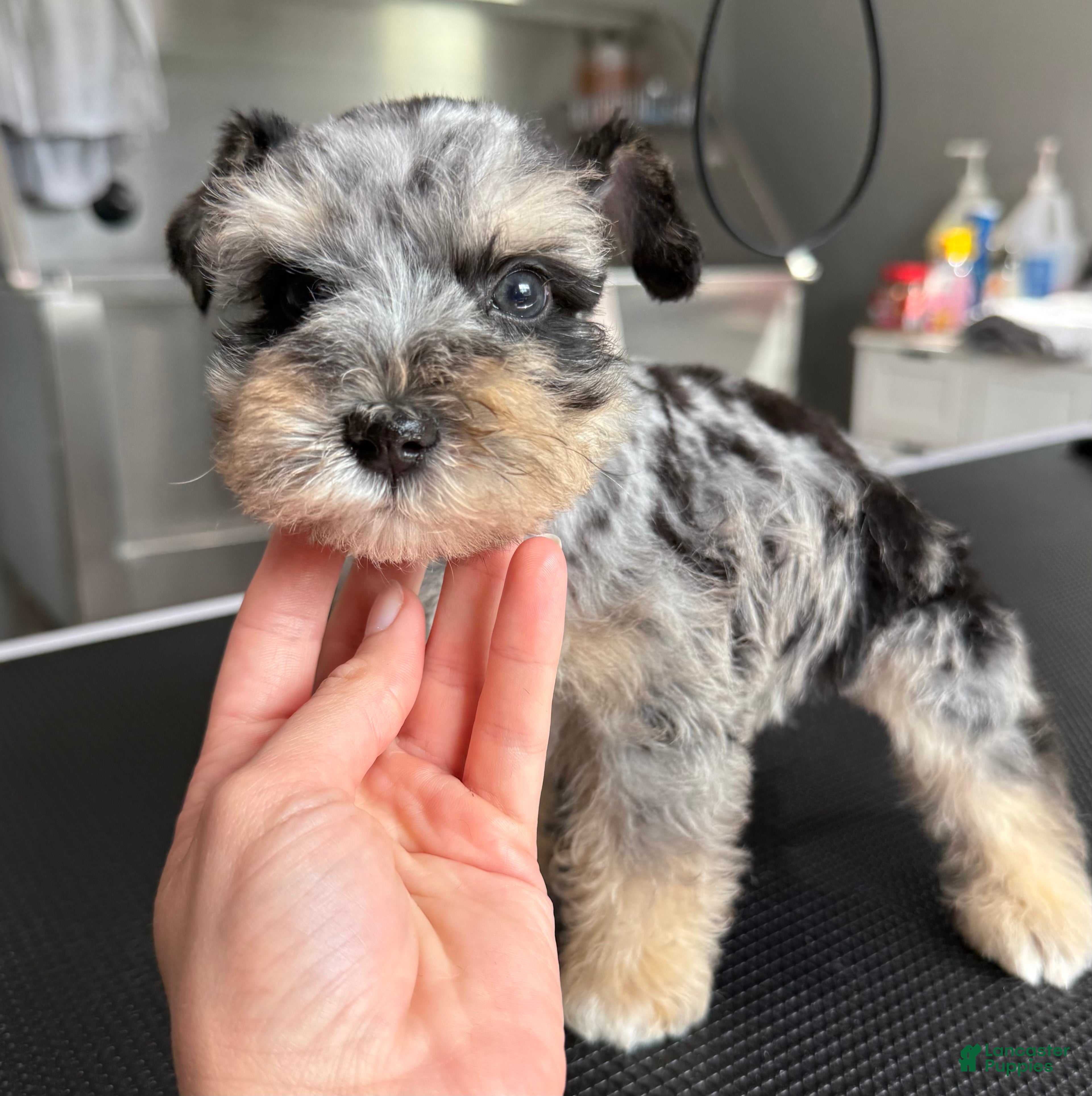 Miniature Schnauzer dogs Blackberry - Ad 23