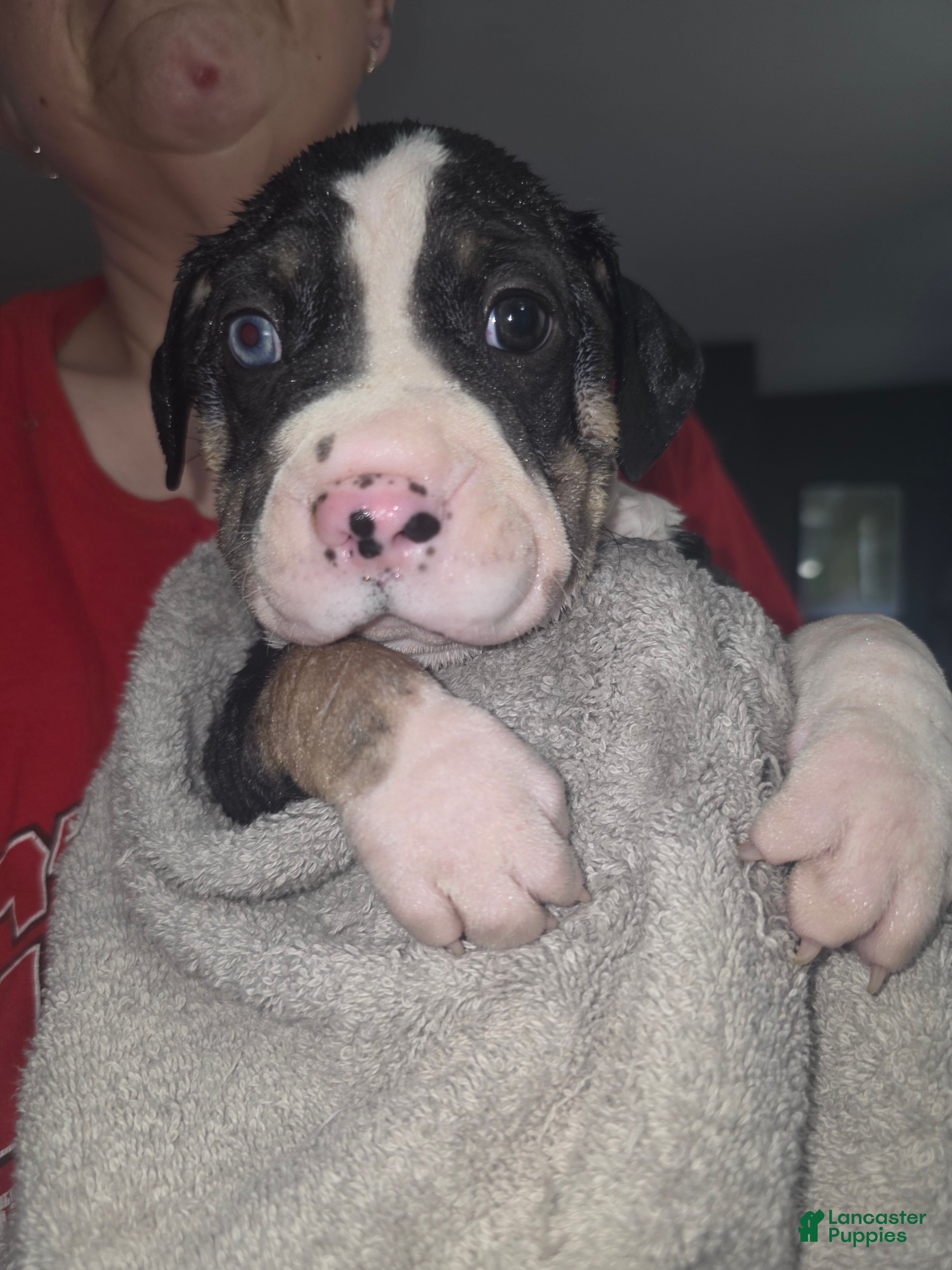 Mixed Breed dogs Orange *Updated 3/8 - Ad 12