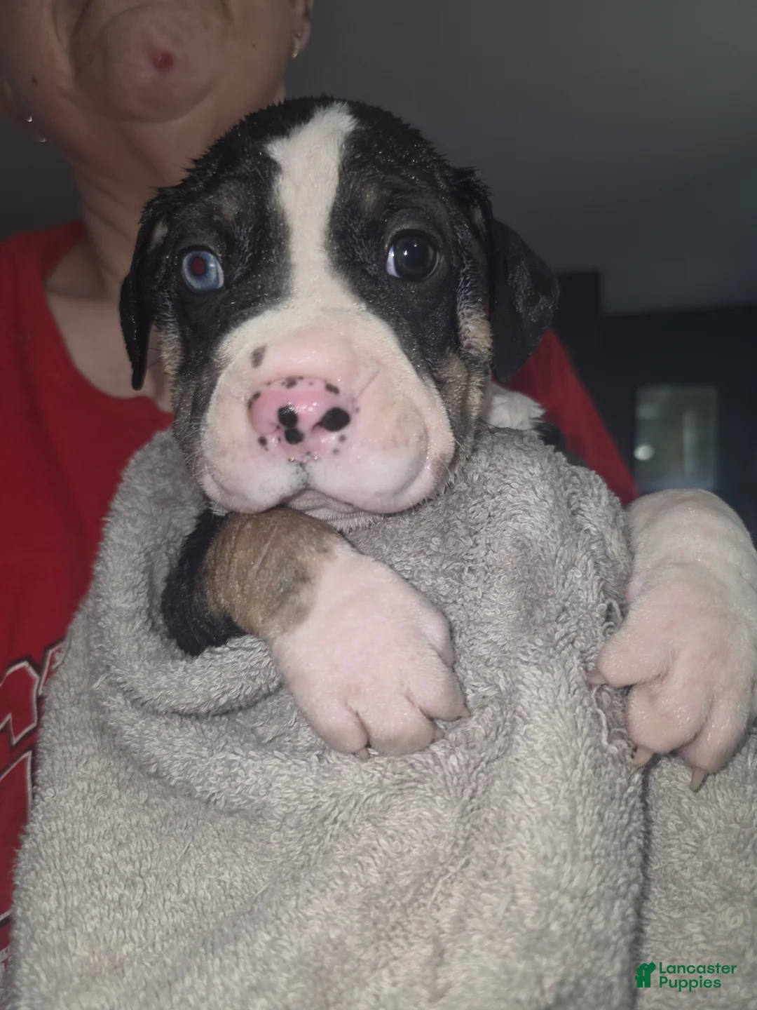 Mixed Breed dogs for sale: Orange *Updated 3/8 - Ad 1