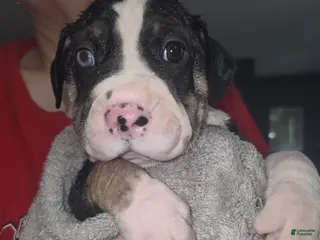 Mixed Breed dogs Orange *Updated 3/8 - Ad 10