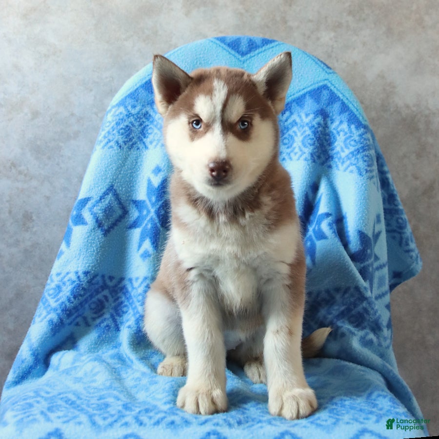 Siberian Husky dogs Talia - Ad 1