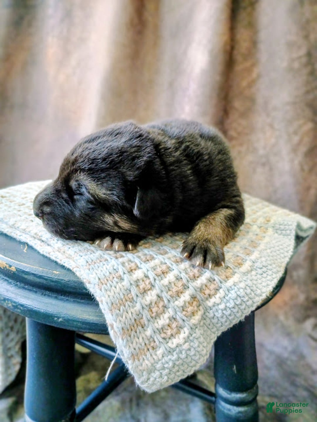 German Shepherd dogs for sale: Ryder - Ad 2