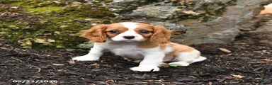 Danny