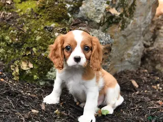 Cavalier King Charles Spaniel dogs for sale: Danny - Ad 4