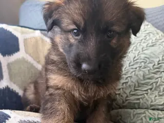 German Shepherd dogs German Shepherd Puppy 8-Pink - Ad 6