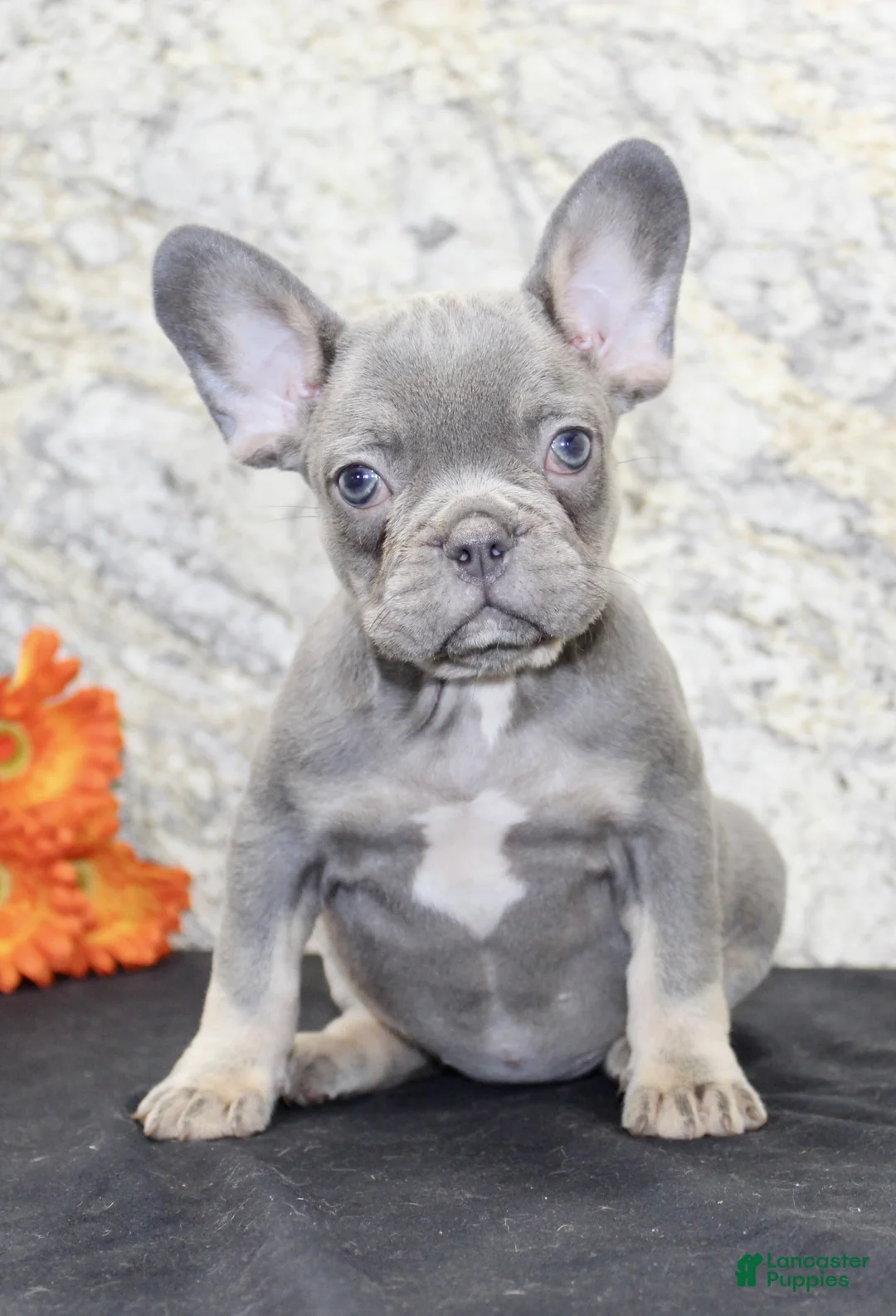 French Bulldog dogs for sale: Bella - Ad 2