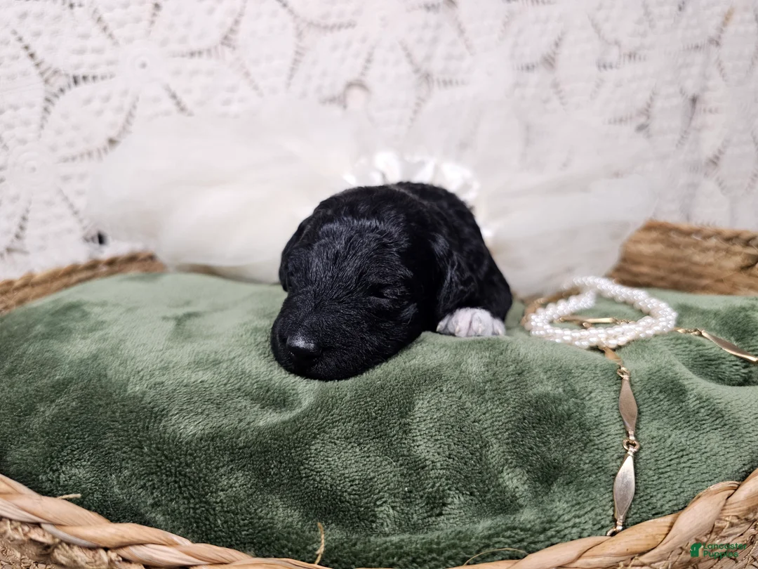 Mini Goldendoodle dogs for sale: Licorice - Ad 10