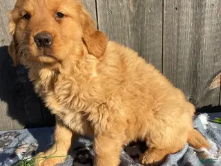 Golden Retriever dogs Kennedy - Ad 3