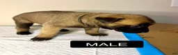Belgian Malinois dogs for sale: Belgian Malinois 1 - Ad 6
