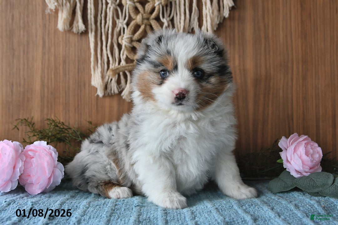 Miniature Australian Shepherd dogs for sale: Elsa - Ad 1