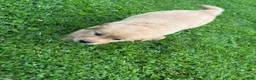 Golden Retriever dogs for sale: Oakley - Ad 4