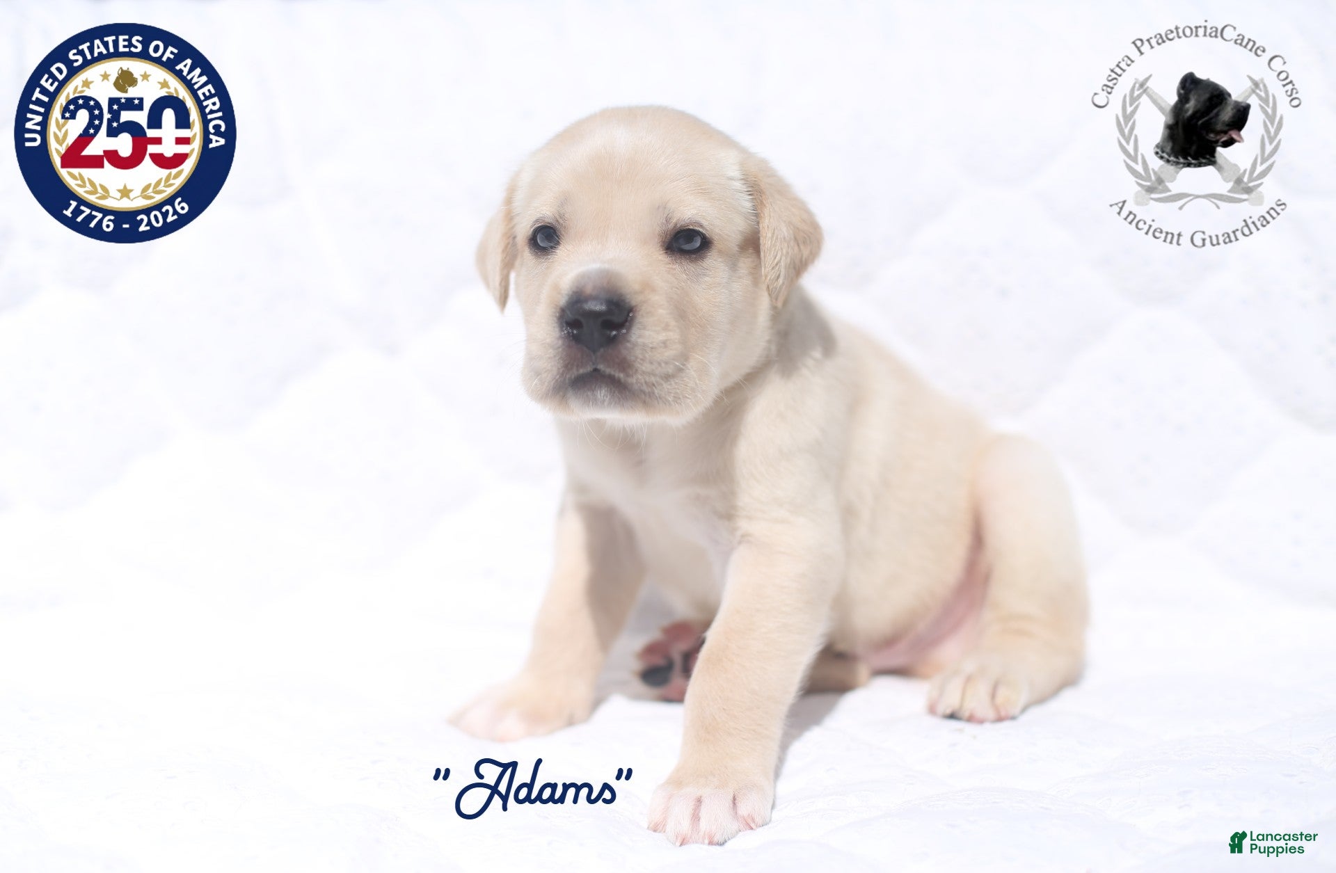 Cane Corso dogs "Adams" - Ad 21