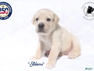 Cane Corso dogs "Adams" - Ad 2