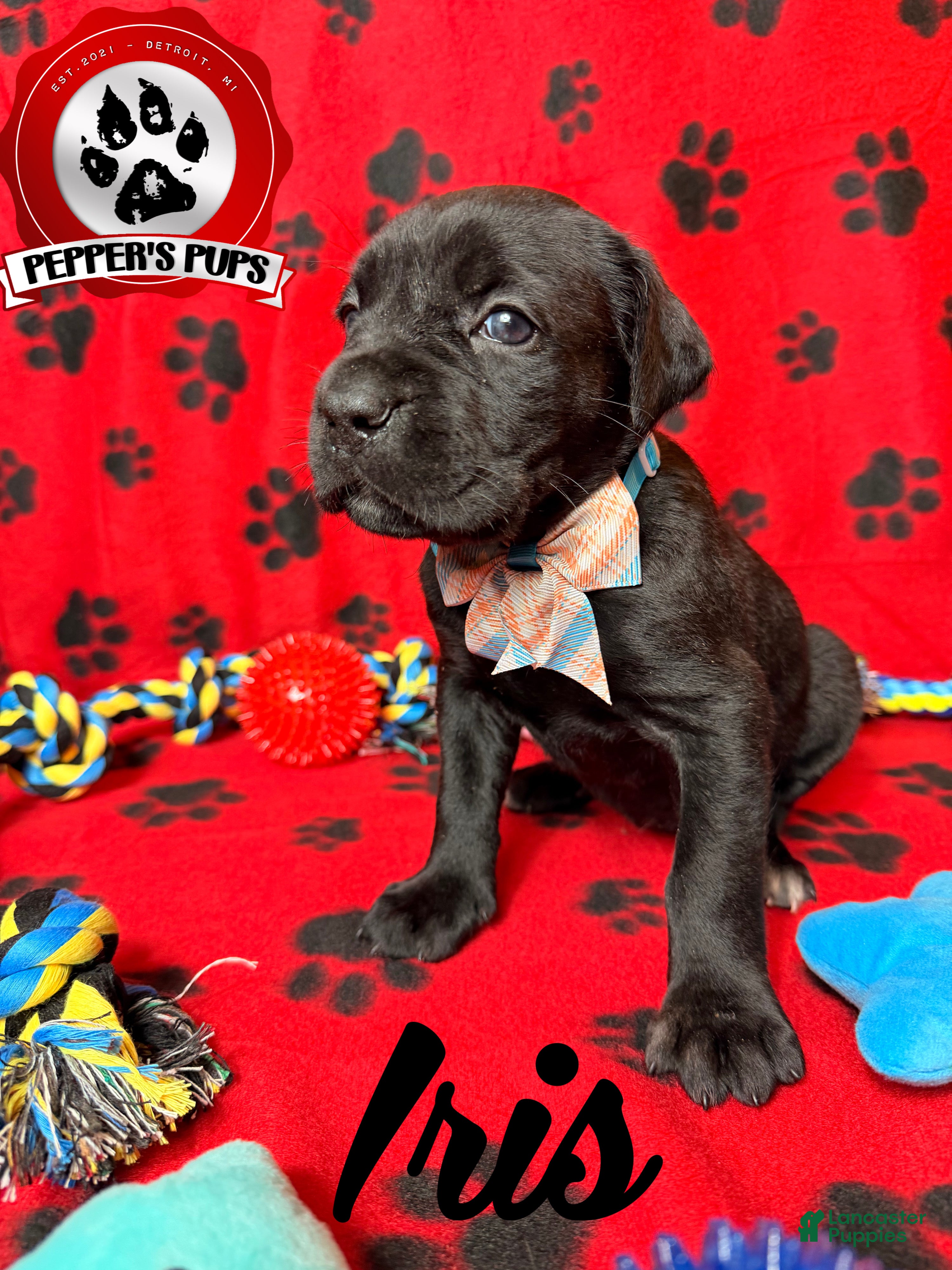 Cane Corso dogs Iris  - Ad 1