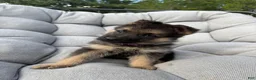 German Shepherd dogs for sale: Maisie - Ad 3