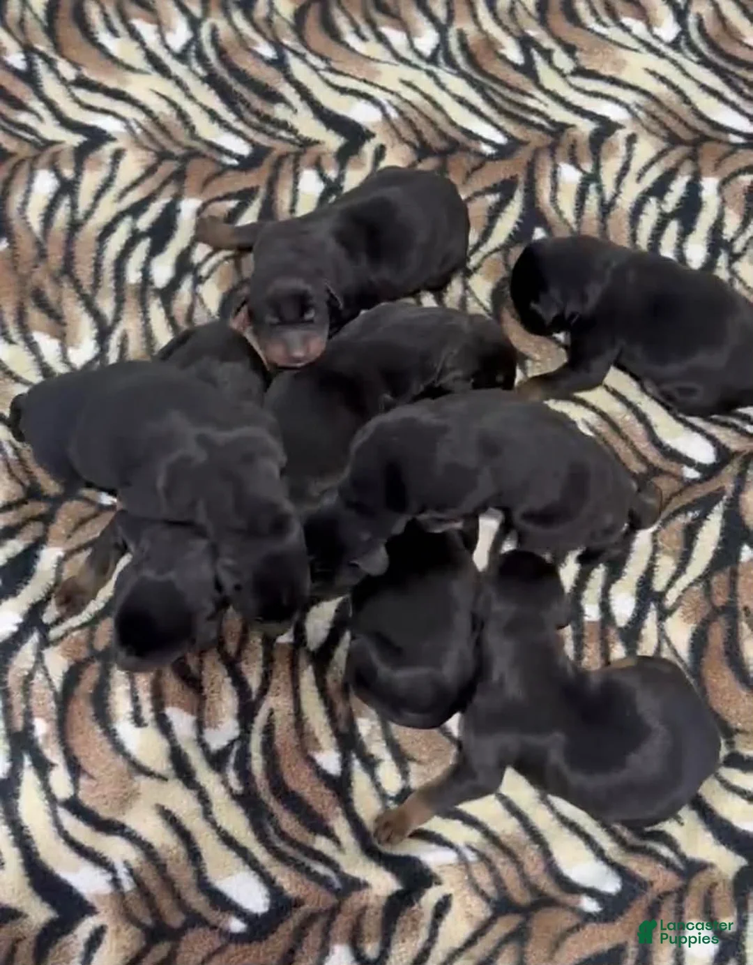 Doberman Pinscher dogs for sale: Doberman Pinscher Male 4 - Ad 1