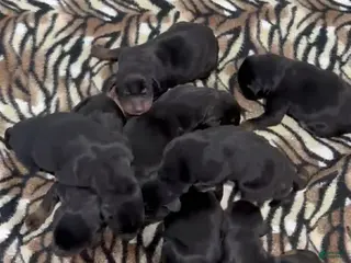 Doberman Pinscher dogs Doberman Pinscher Male 4 - Ad 5