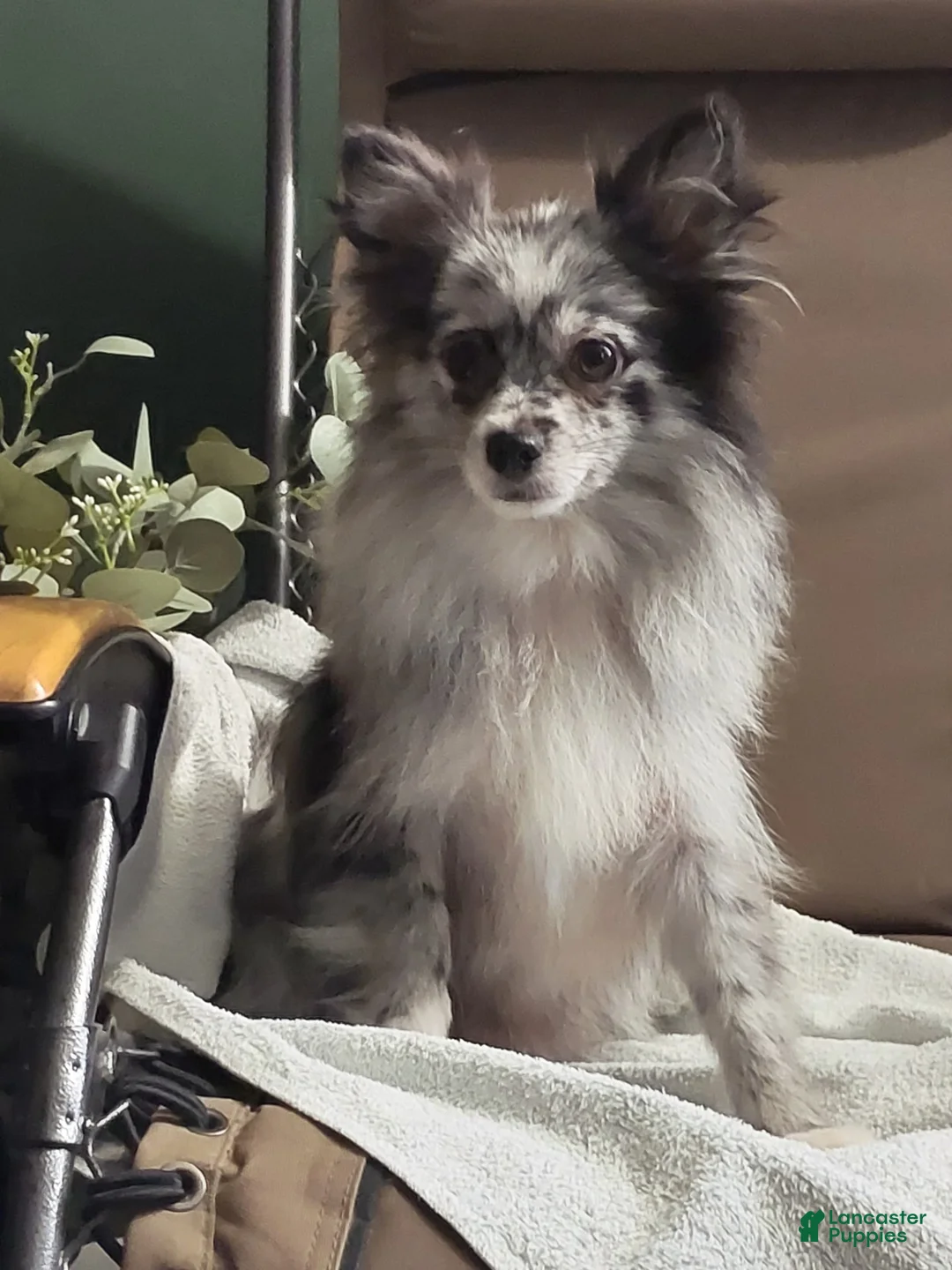 Pomeranian dogs for sale: Aliyah - Ad 5