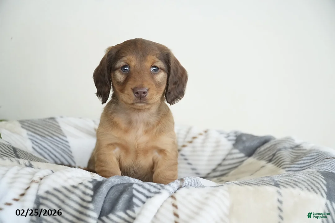 Miniature Dachshund dogs for sale: Benny - Ad 5