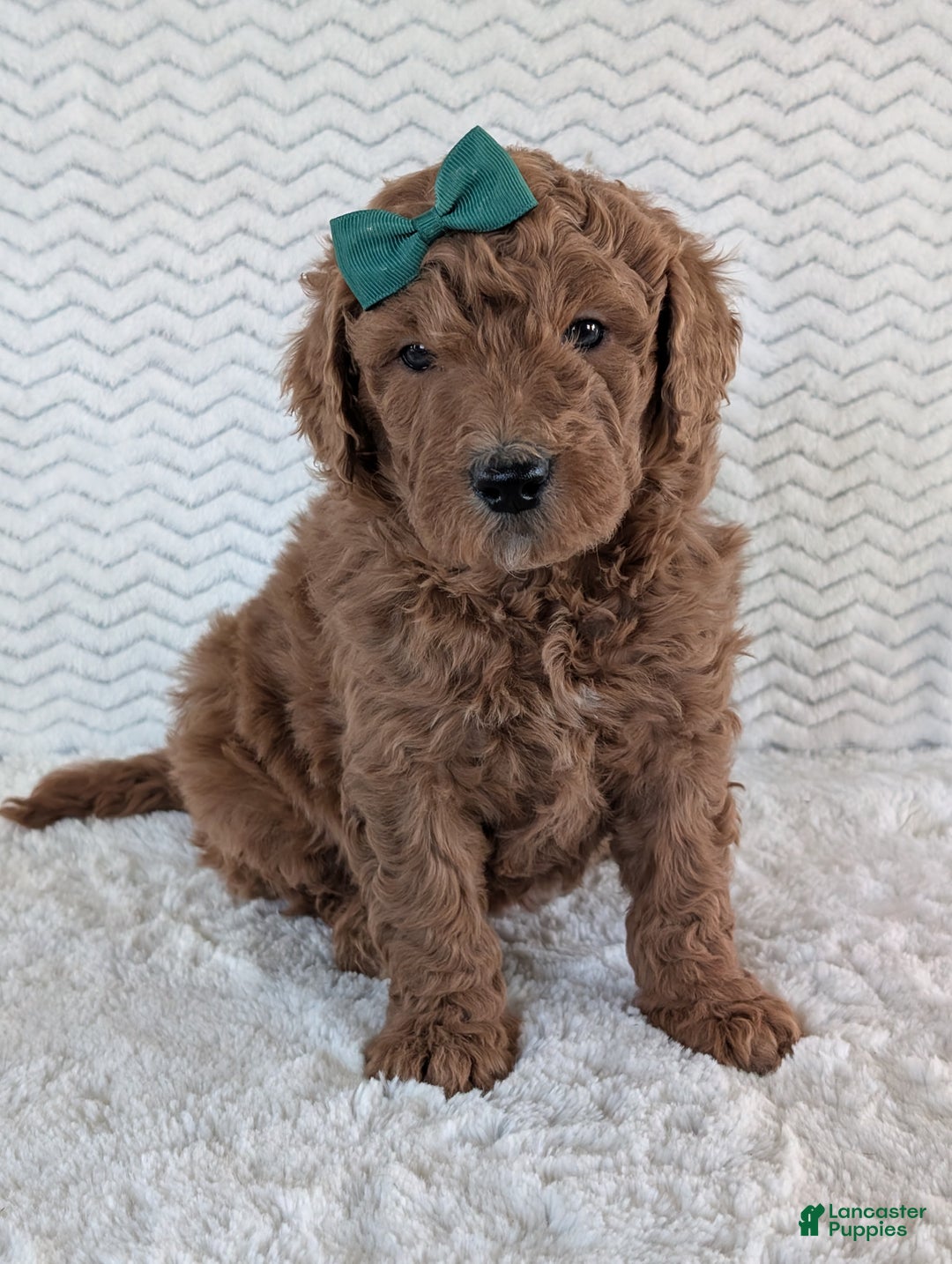 Goldendoodle dogs for sale: Teddy - Ad 21