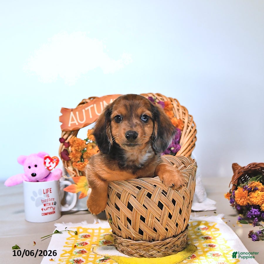 Dachshund dogs Mitch - Ad 2