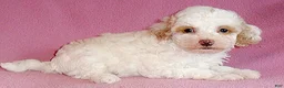 Miniature Poodle dogs for sale: Peanut - Ad 13