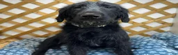 Mixed Breed dogs for sale: Frost (Boy) - Ad 6