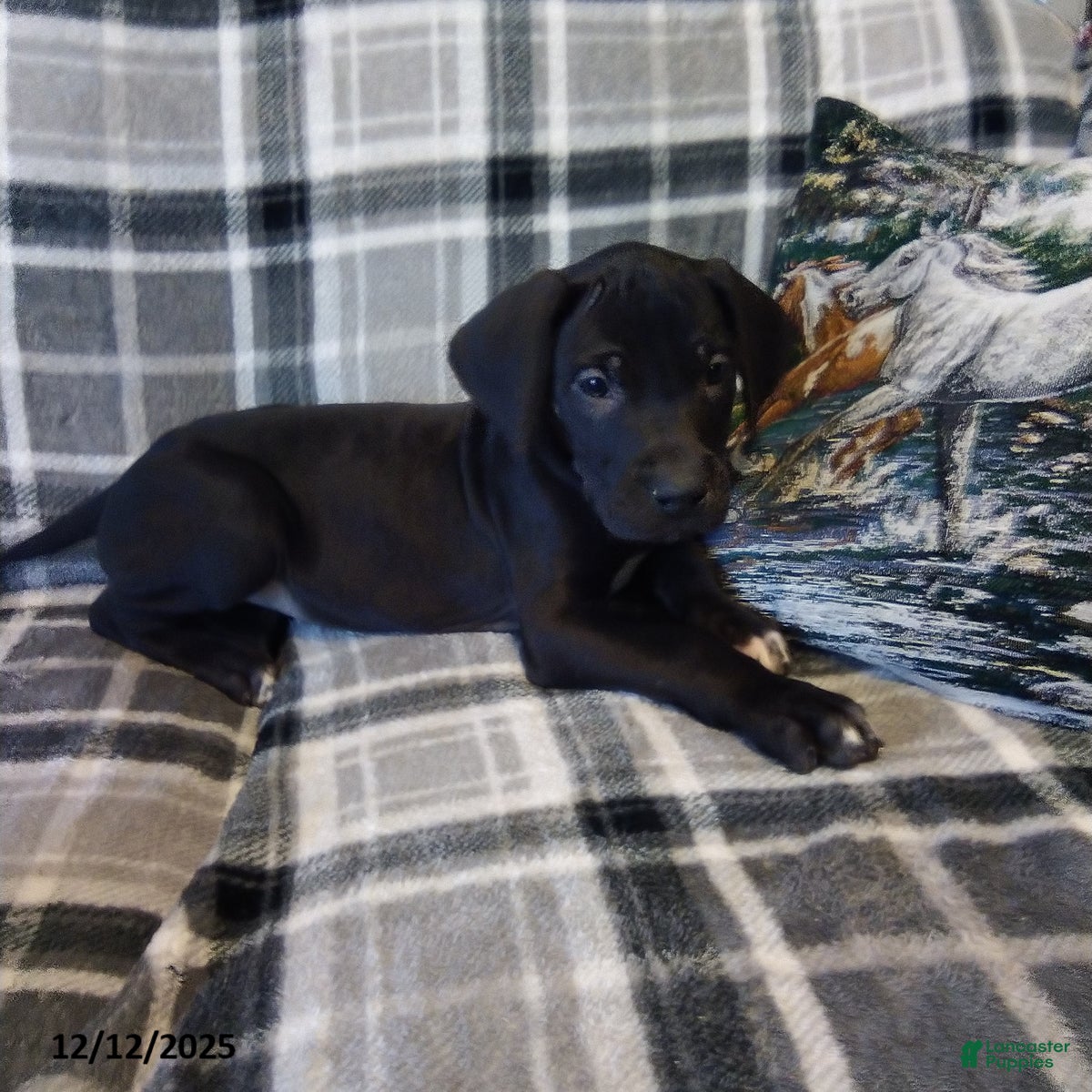 Great Dane dogs Charity - Ad 7