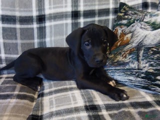 Great Dane dogs Charity - Ad 9