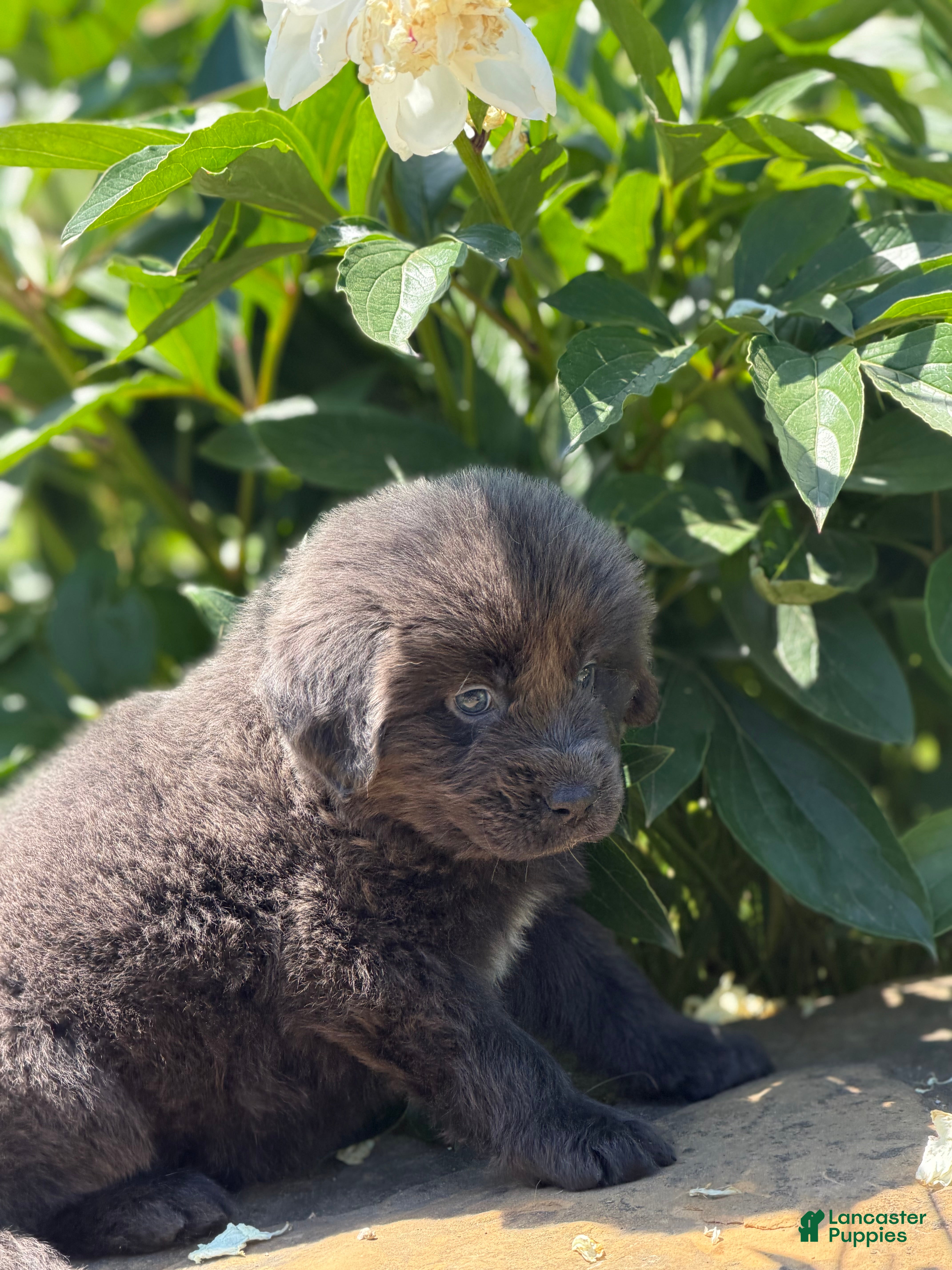 Newfoundland dogs Phoebe DNA clear OFA  - Ad 1