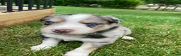 Australian Shepherd dogs for sale: Jasper  - Ad 11