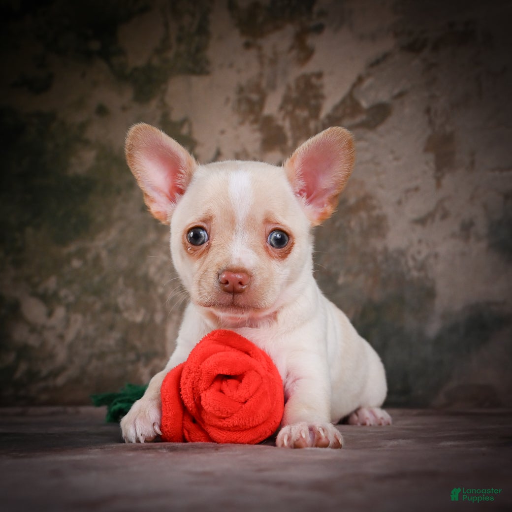 Chihuahua dogs for sale: Jackson - Ad 7
