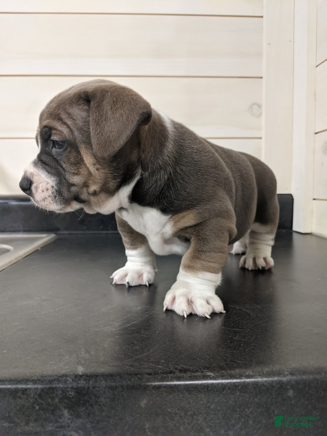 Mixed Breed dogs for sale: Carter - Ad 3