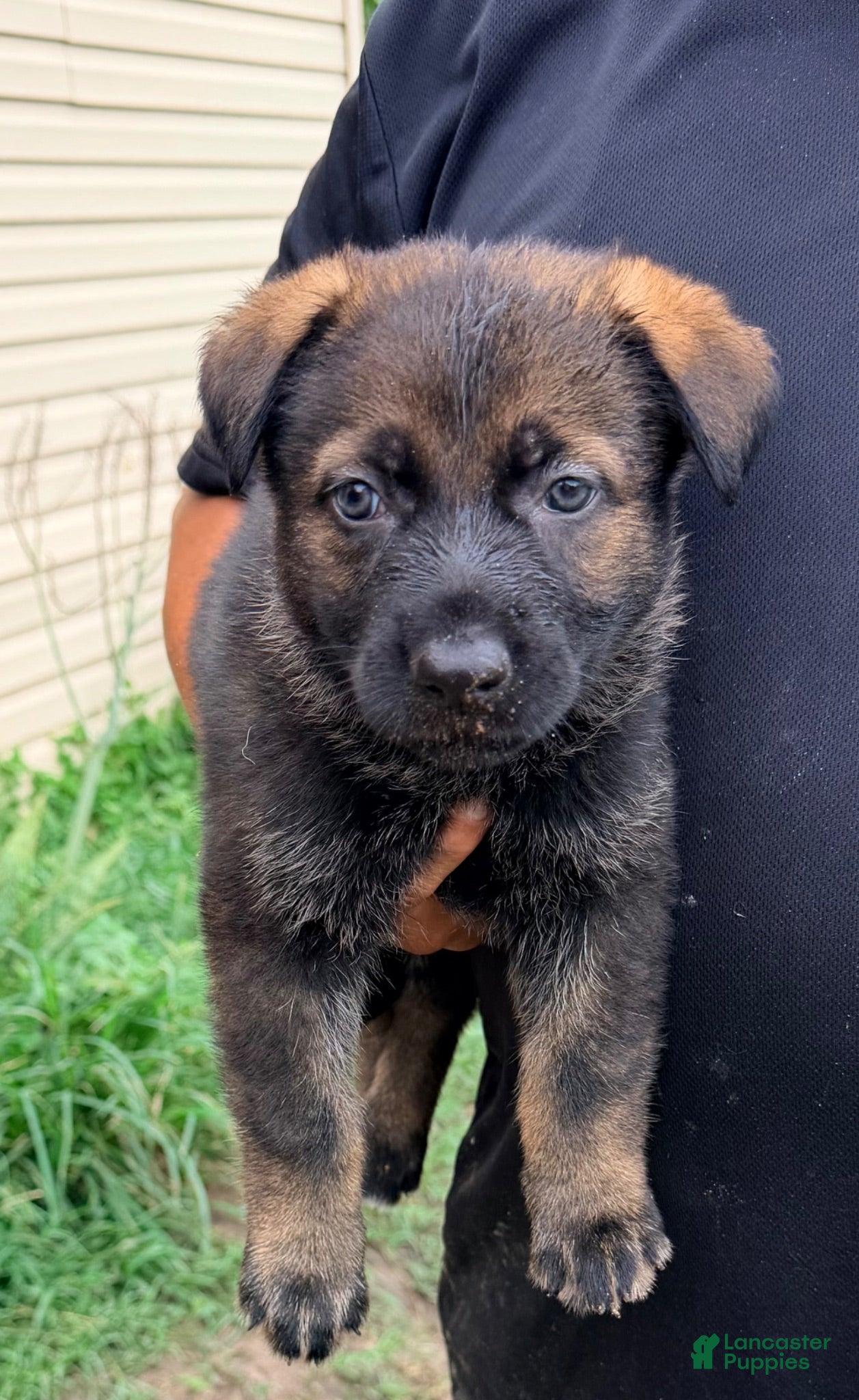 German Shepherd dogs German Shepherd 3 - Ad 9