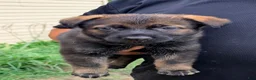 German Shepherd dogs for sale: German Shepherd 3 - Ad 1