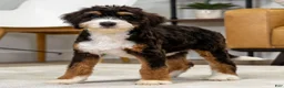 Mini Bernedoodle dogs for sale: Mocha - Ad 1