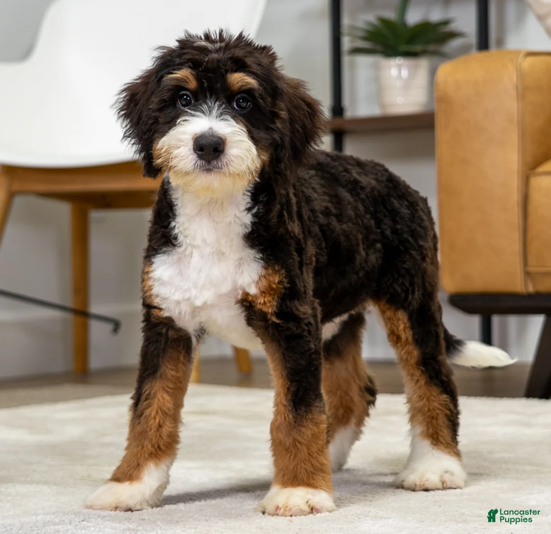 Mini Bernedoodle dogs for sale: Mocha - Ad 1