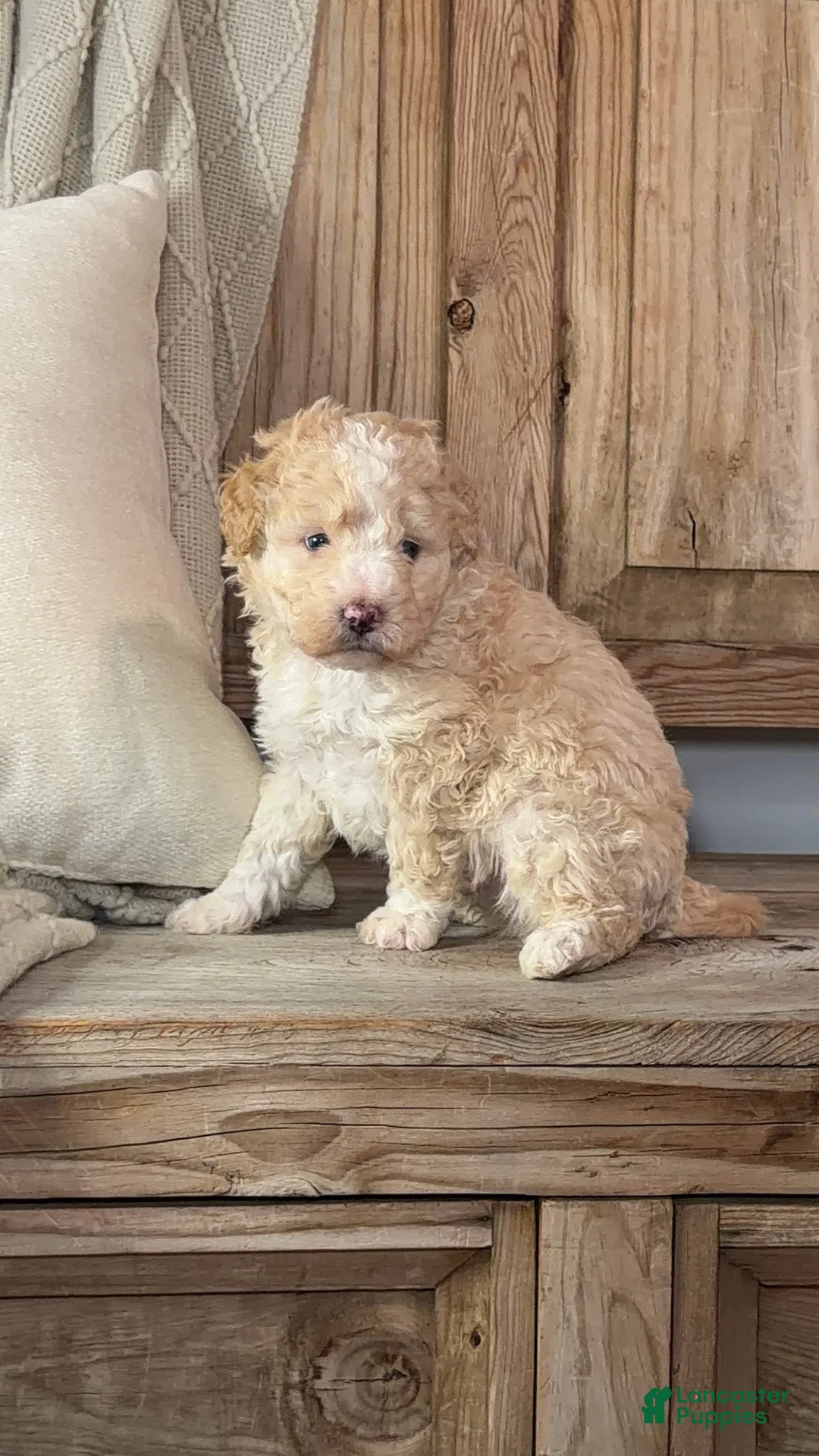 Bernedoodle dogs for sale: Eddison, a Handsome Blue-Eyed Boy - Ad 1