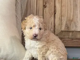 Bernedoodle dogs Eddison, a Handsome Blue-Eyed Boy - Ad 8
